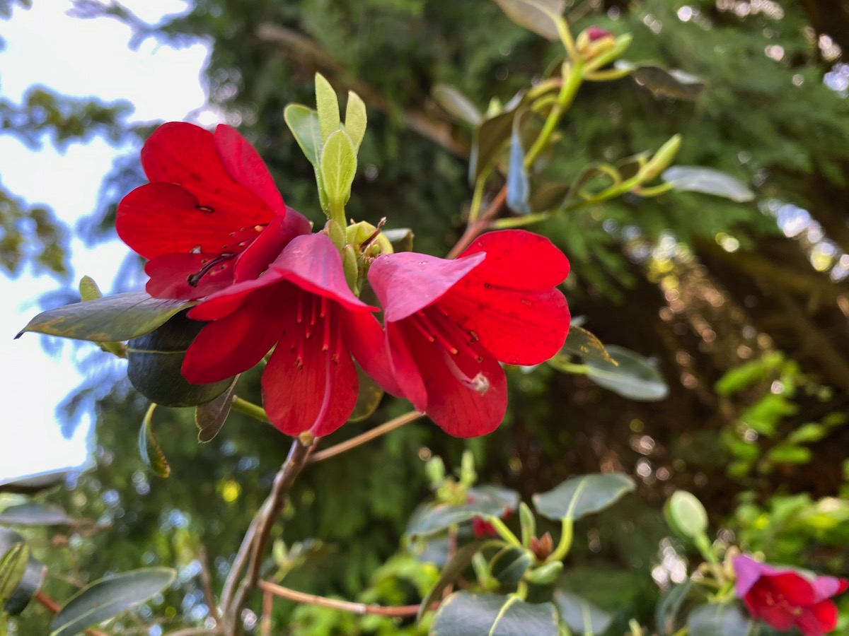 R. cinnabarinum ssp. cinnabarinum Roylei Group